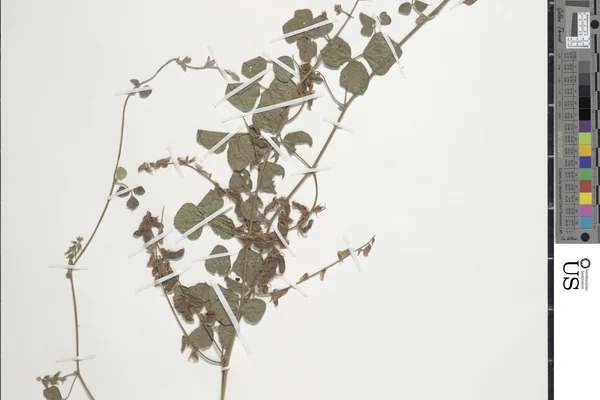 Raan-ghevaraa benefits