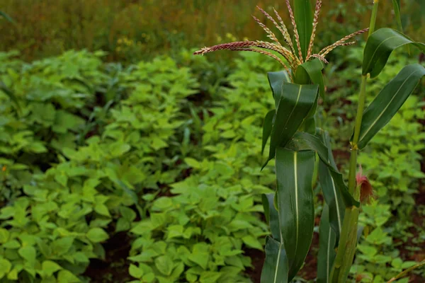 Rajamasha benefits