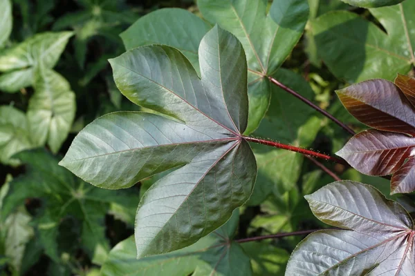 Rakta-Vyaaghrairanda benefits
