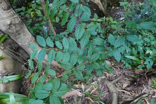 Rangoon-ki-Bel benefits