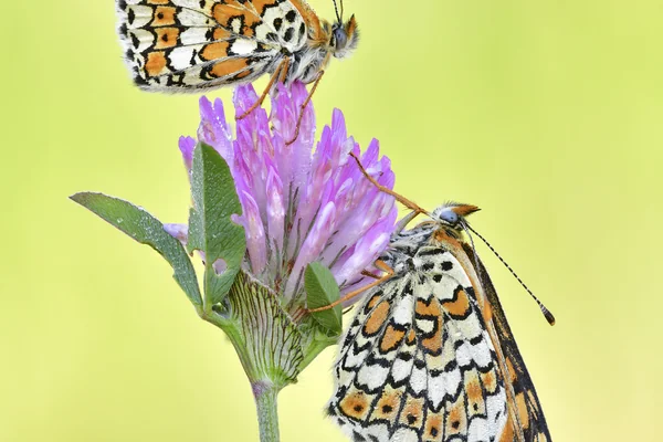 Red Clover benefits