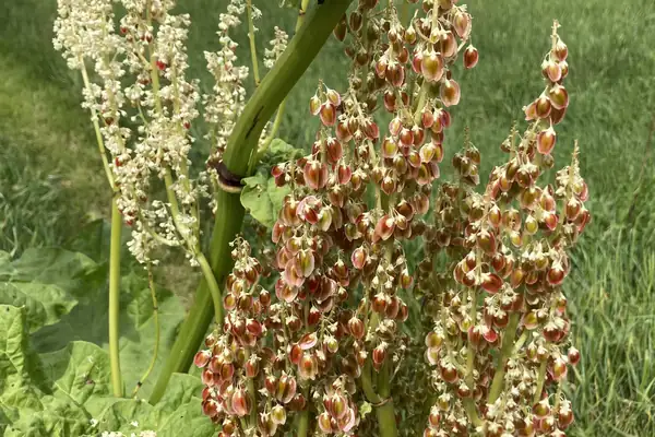 Rhubarb benefits
