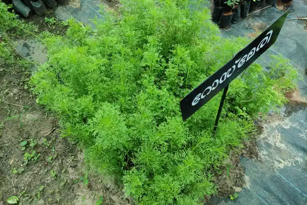 Rosemary benefits