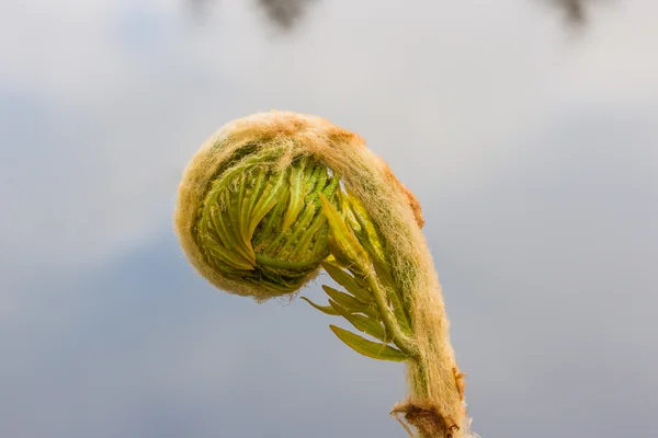 Royal Fern benefits