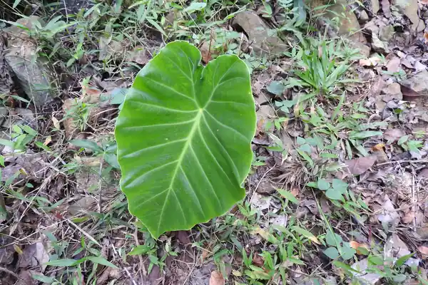 Rukhaalu benefits