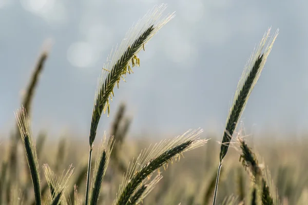 Rye Grass benefits