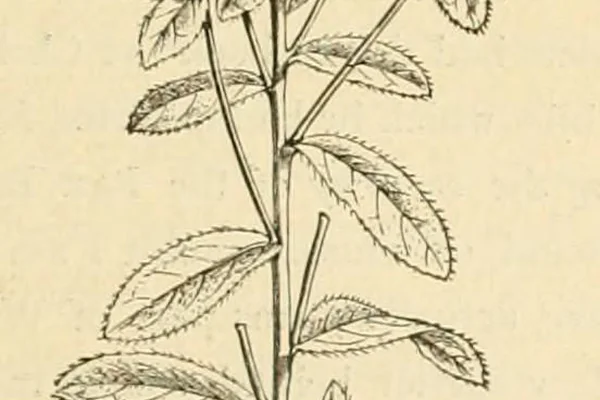Saatala benefits