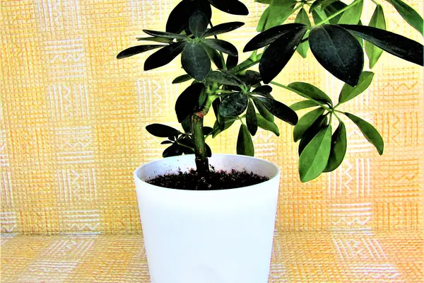 Saavani benefits