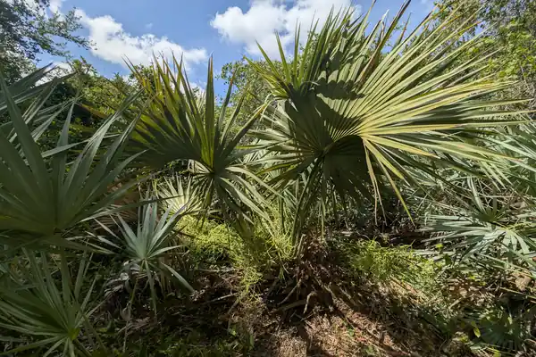 Sabal benefits