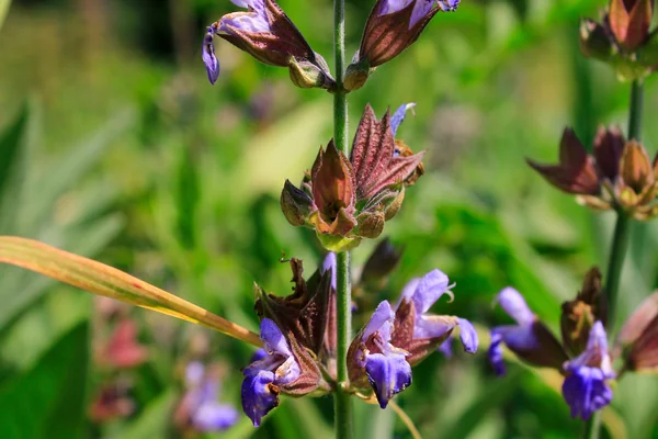 Sage benefits
