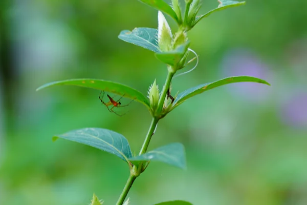 Sahachara (Barleria) benefits