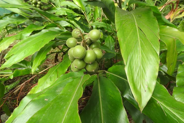Saliyeridumpa benefits