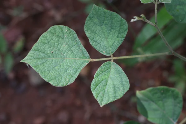 Sanaparni benefits