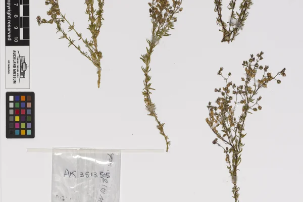 Sand-Spurry benefits