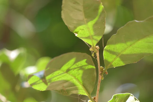 Saptachakraa benefits