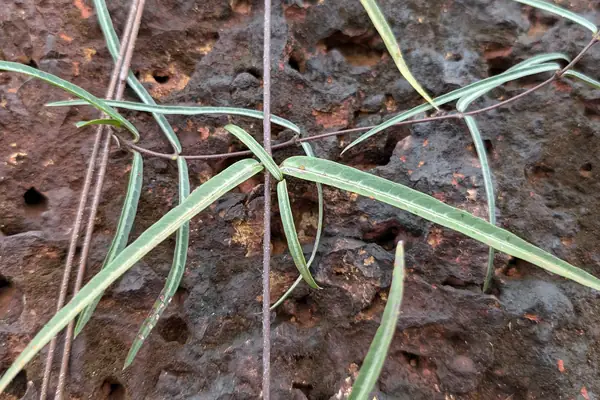 Sariva benefits