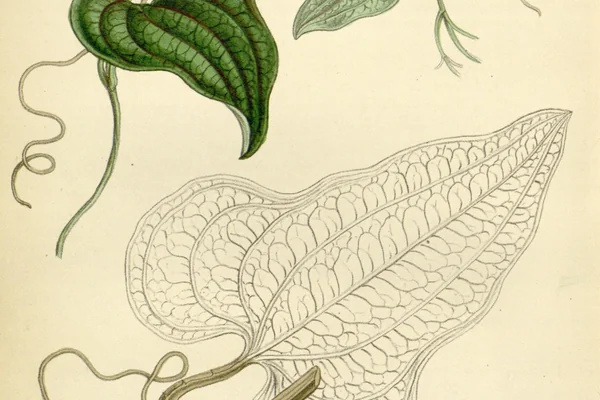 Sarsaparilla benefits