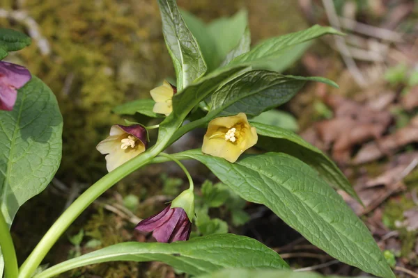 Scopolia benefits