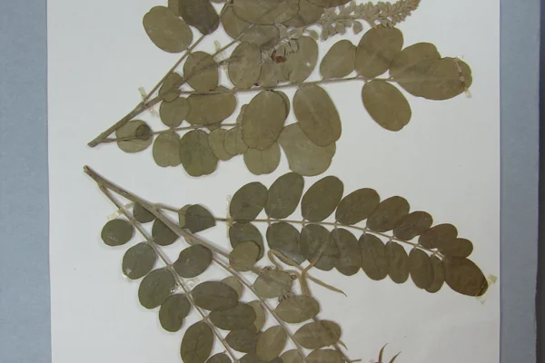 Sea coast Laburnum benefits