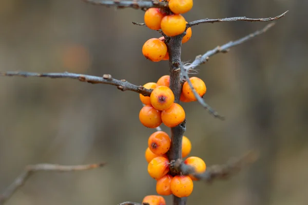 Seabuckthorn benefits