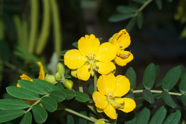 Senna benefits