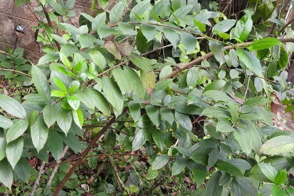 Shaakhotaka benefits