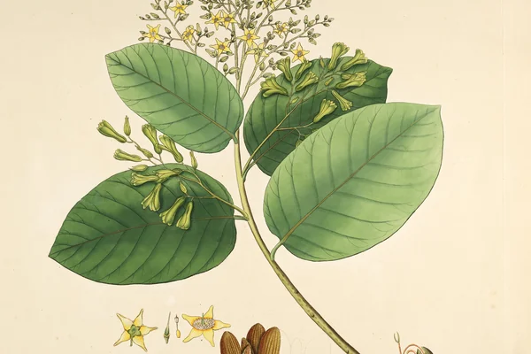 Shaala benefits