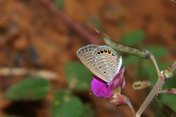 Sharapunkhaa benefits