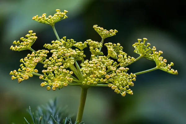 Shatapushpa benefits