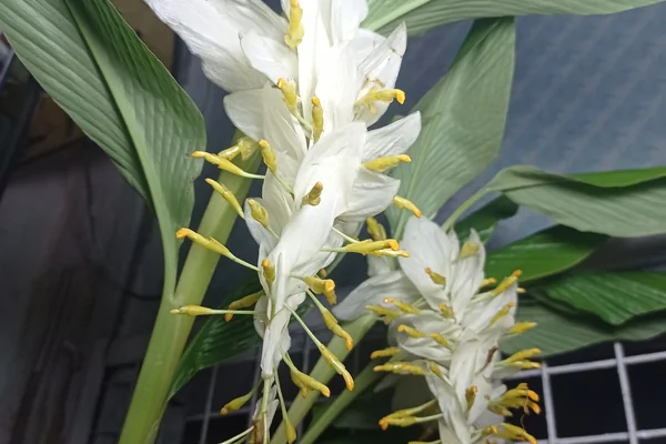 Shati benefits