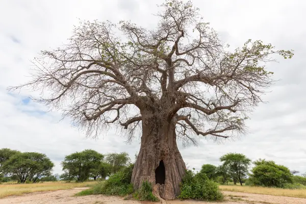 Sheet-phala benefits