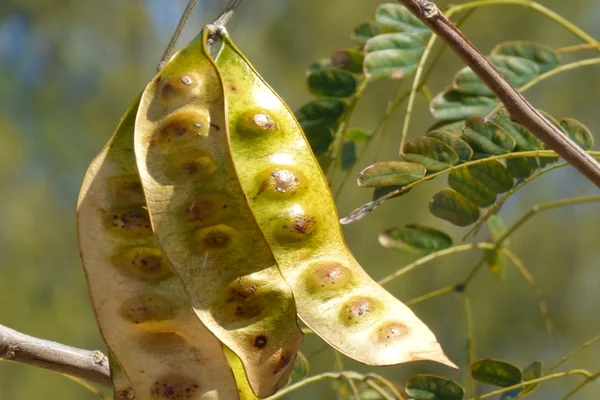 Shirisha benefits