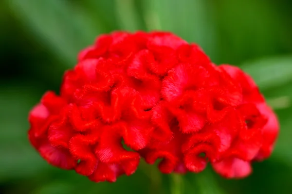 Shitivaaraka benefits