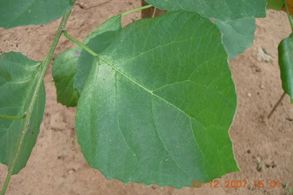 Shleshmaataka benefits