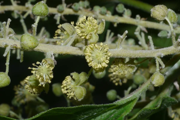 Shriparni benefits