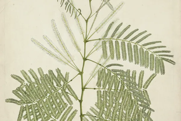 Shveta Khadira benefits