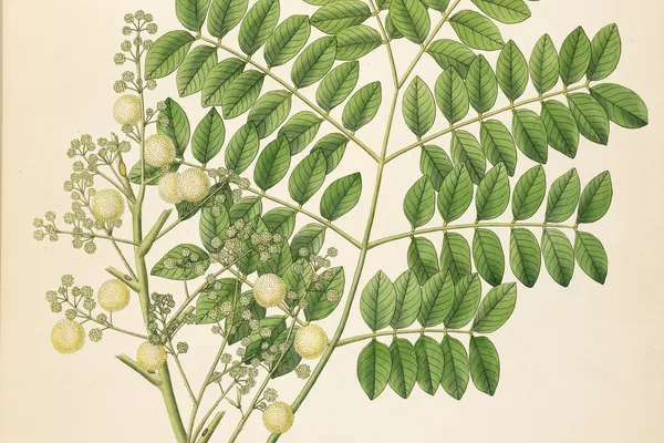 Shveta Shirisha benefits