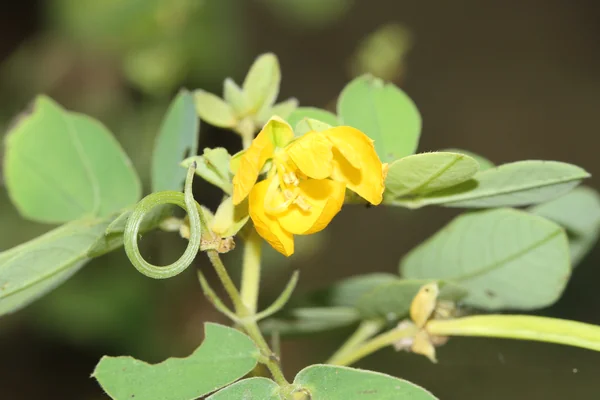 Sickle Senna benefits