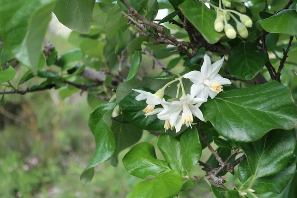 Silhaka benefits