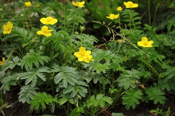 Silverweed benefits