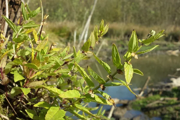 Skullcap benefits