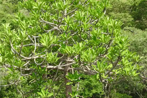 Snuhi (Euphorbia) benefits