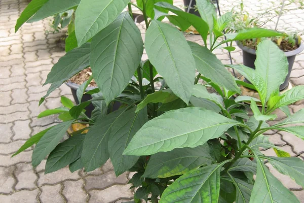 Solanum spirale benefits