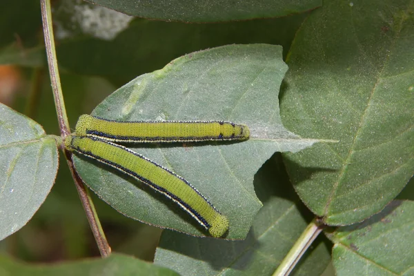 Sophera Senna benefits