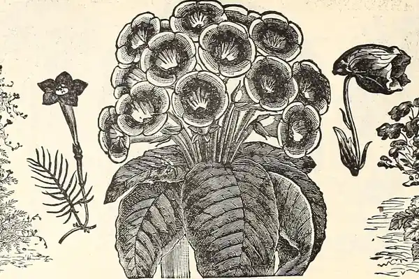 Sprikkaa benefits