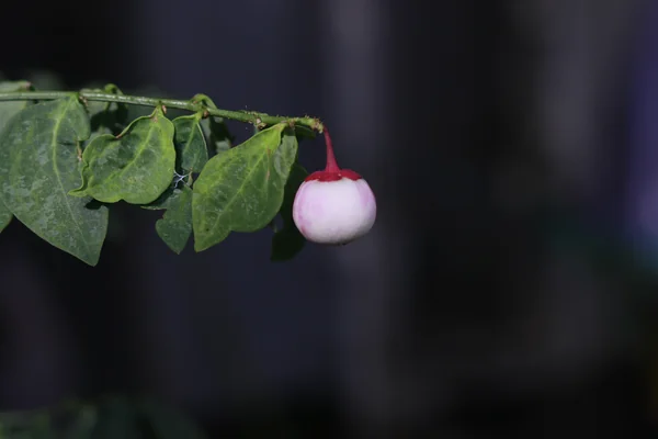 Star Goose Berry benefits