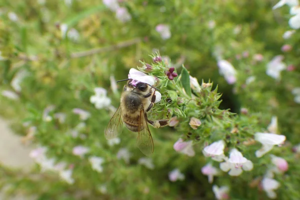 Summer Savory benefits