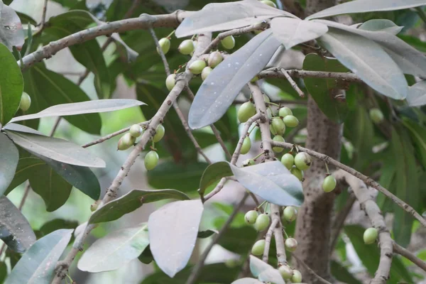 Surapunnaaga benefits