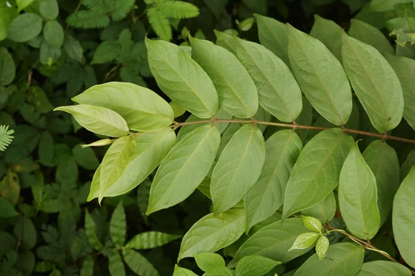 Sushavi benefits