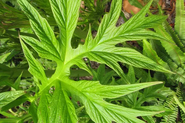 Suurana benefits